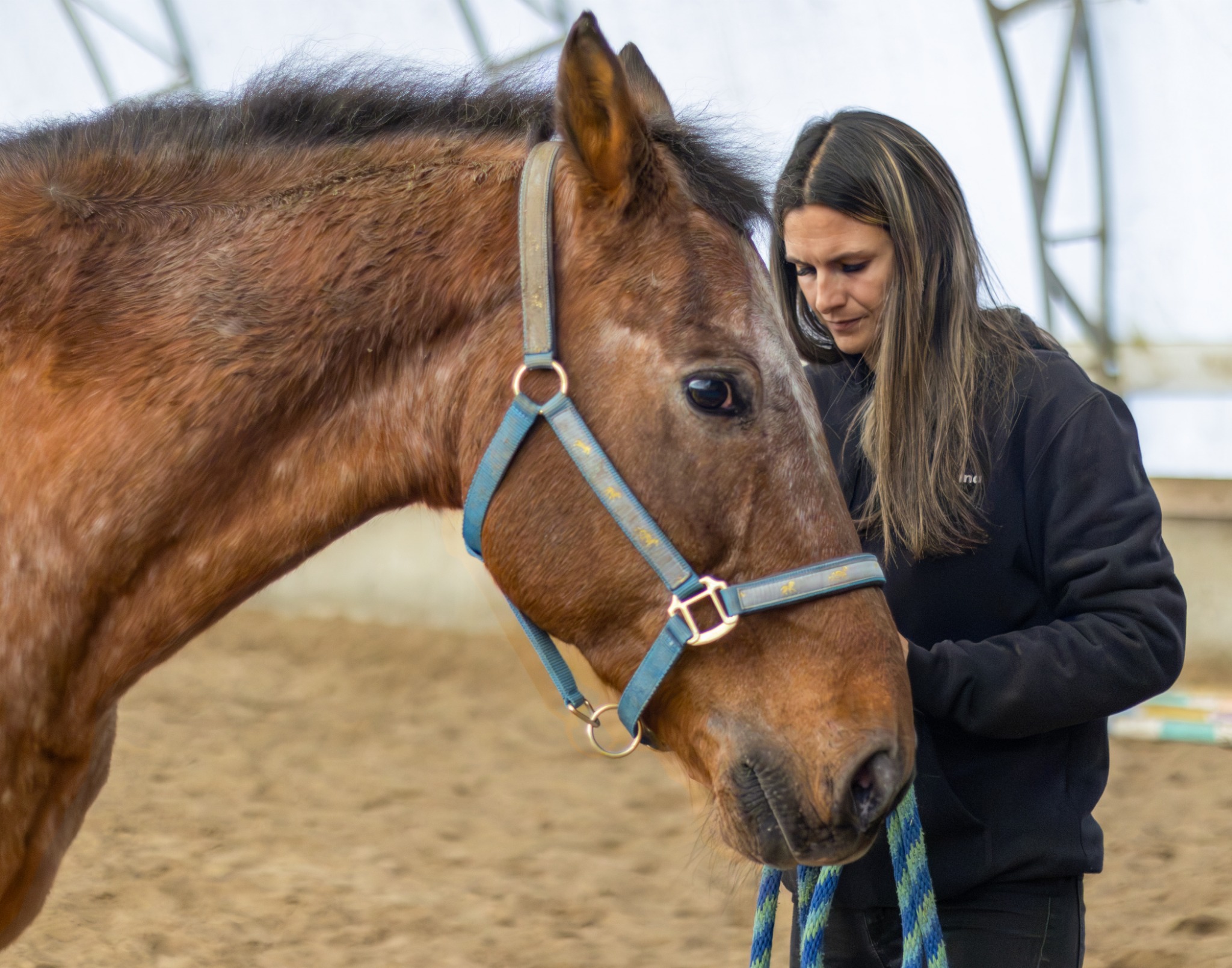 Un cheval alezan auprès d'une personne dans un manège équestre